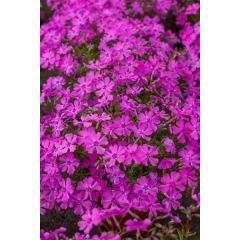 Floks szydlasty 'Spring Purple'
